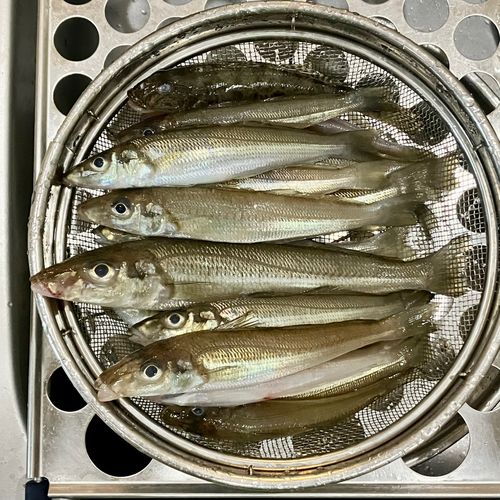 シロギスの釣果