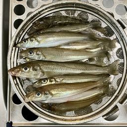シロギス