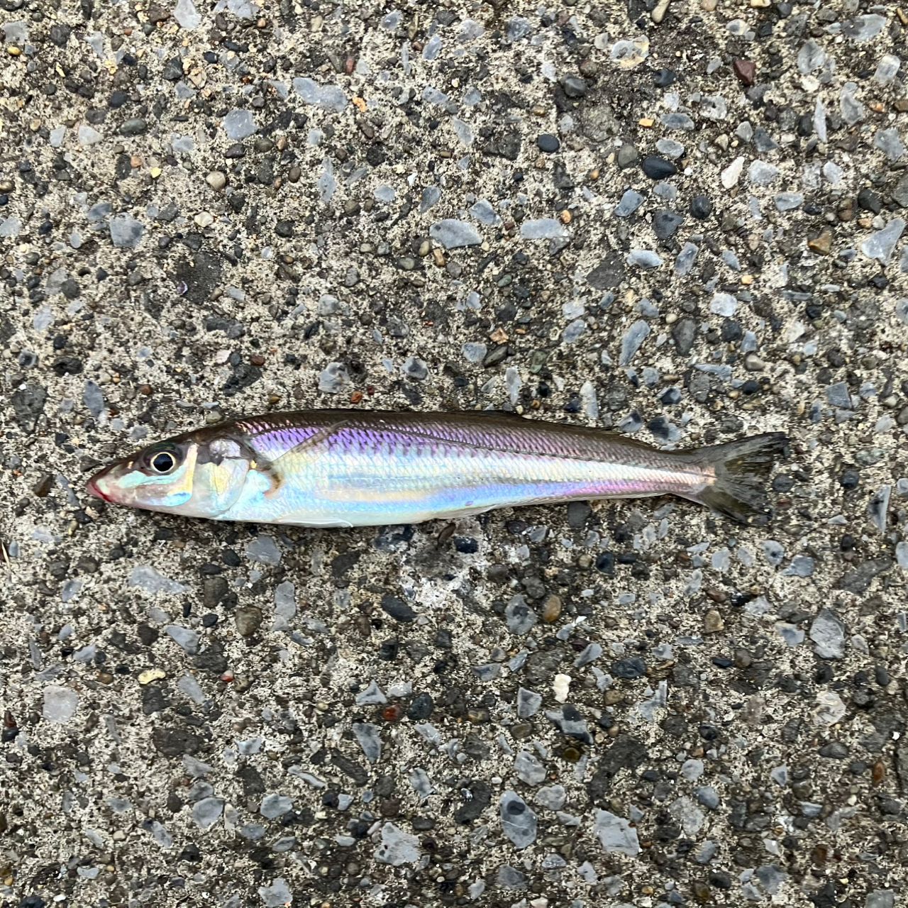 シロギス
