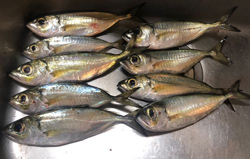 メアジの釣果