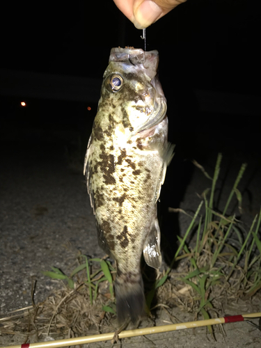 タケノコメバルの釣果