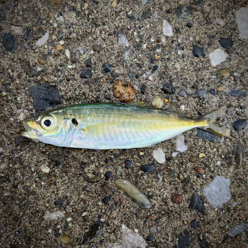 マアジの釣果