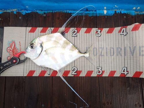 イトヒキアジの釣果
