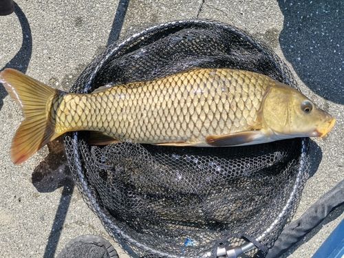 コイの釣果