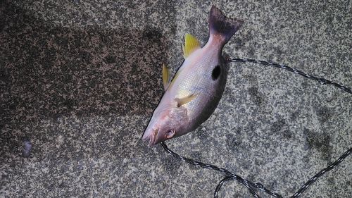 クロホシフエダイの釣果