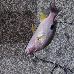 クロホシフエダイ