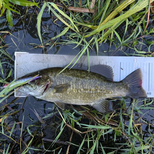スモールマウスバスの釣果