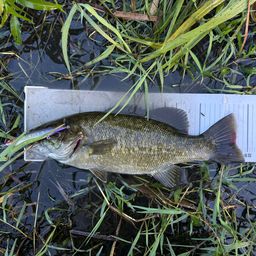 スモールマウスバス