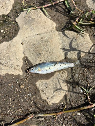コイの釣果