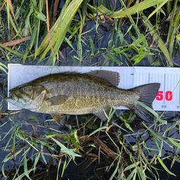 スモールマウスバス