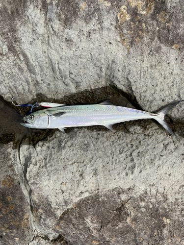 サゴシの釣果