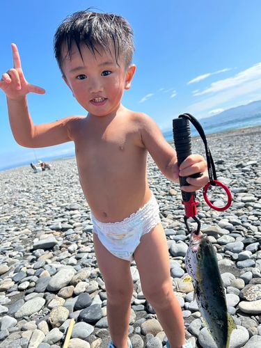 ワカシの釣果