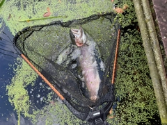 レインボートラウトの釣果