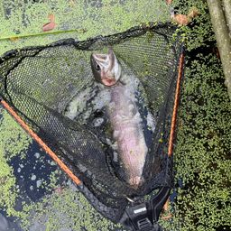 レインボートラウト