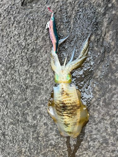 泊漁港