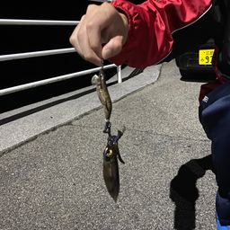 アオリイカ
