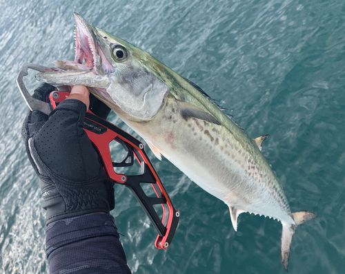 サワラの釣果