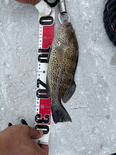 オオモンハタの釣果