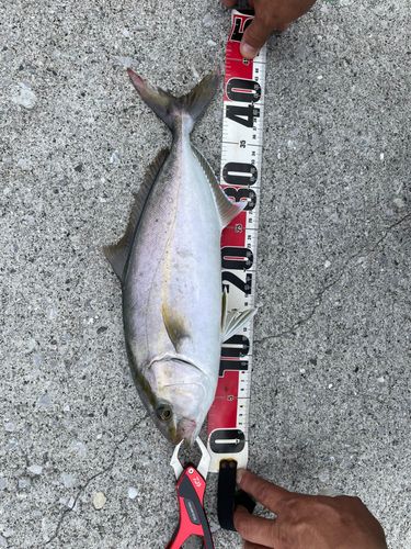 ネイリの釣果