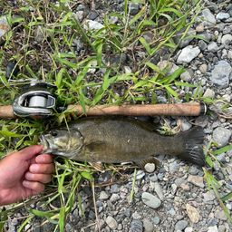 スモールマウスバス