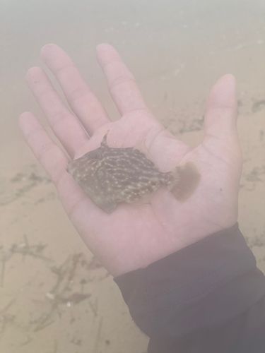 カワハギの釣果