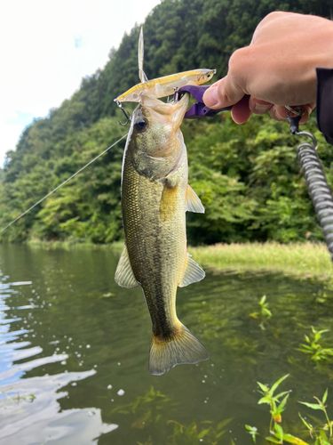 ブラックバスの釣果