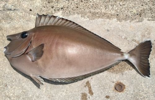 テングハギの釣果