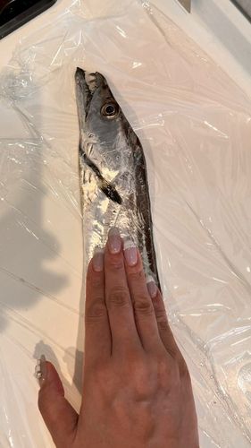 タチウオの釣果