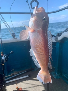 シロアマダイの釣果