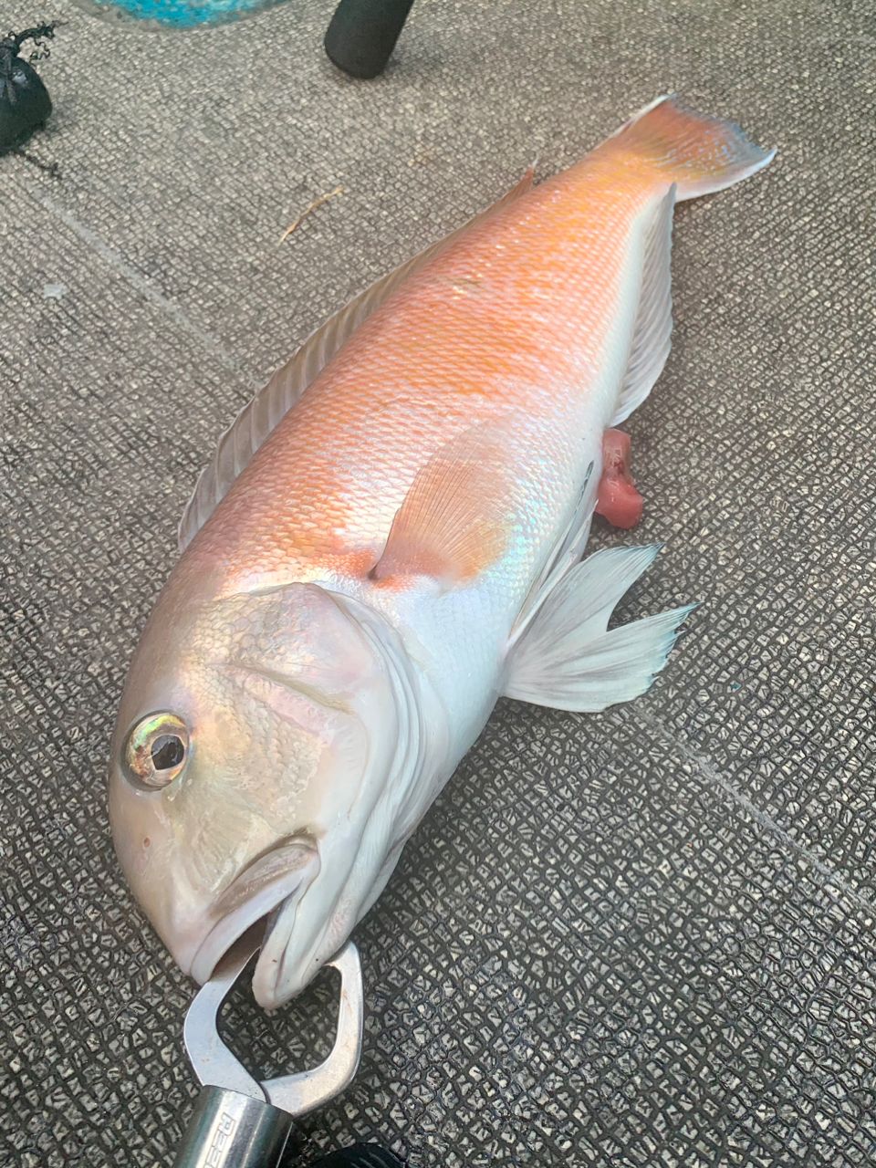 わじゅけんさんの釣果 2枚目の画像