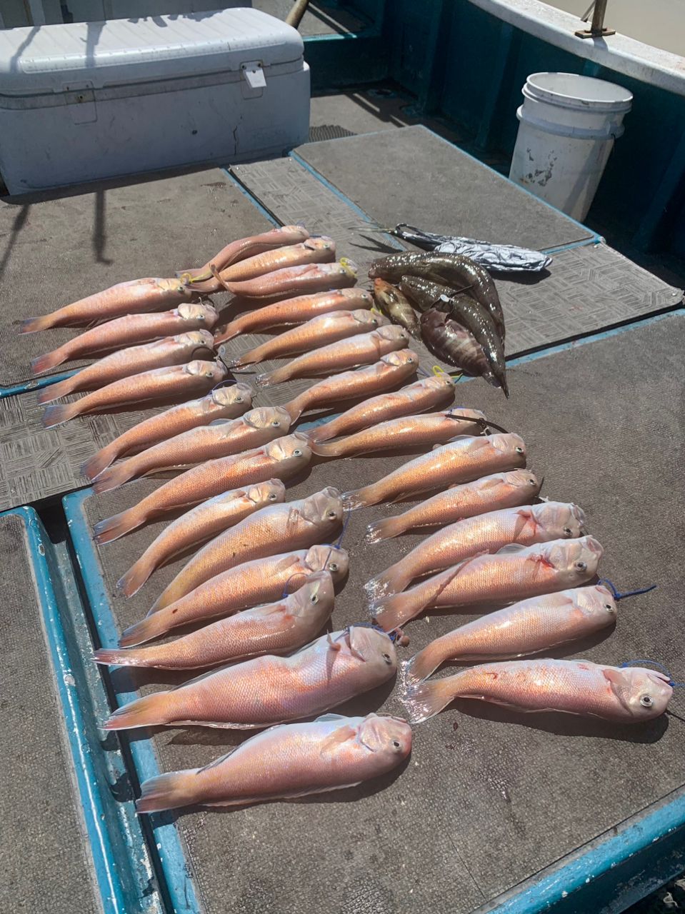 わじゅけんさんの釣果 3枚目の画像