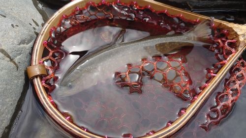 イワナの釣果