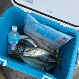 マハゼ
