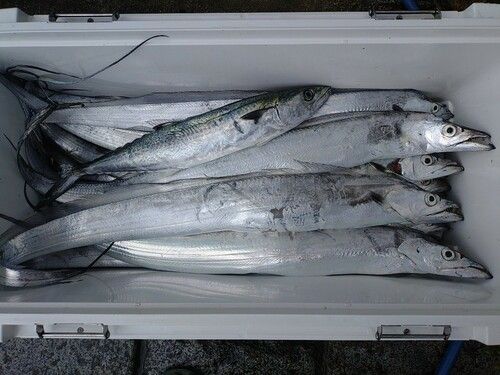 タチウオの釣果
