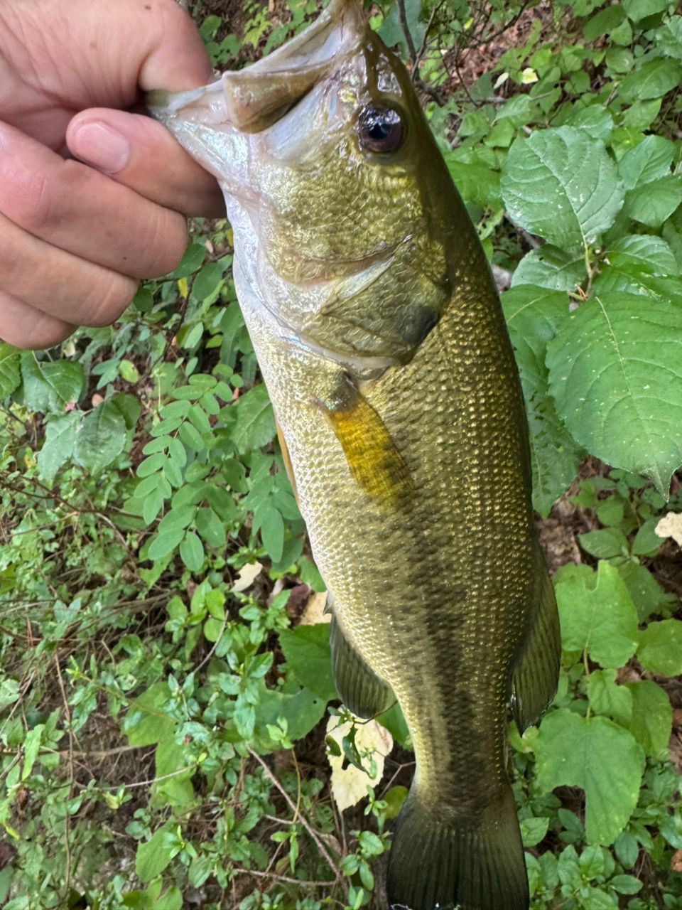 ラージマウスバス