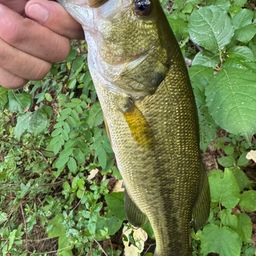 ラージマウスバス