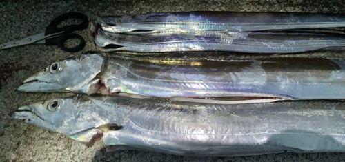 タチウオの釣果