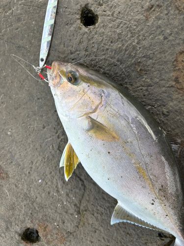 ショゴの釣果