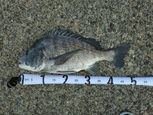 チヌの釣果