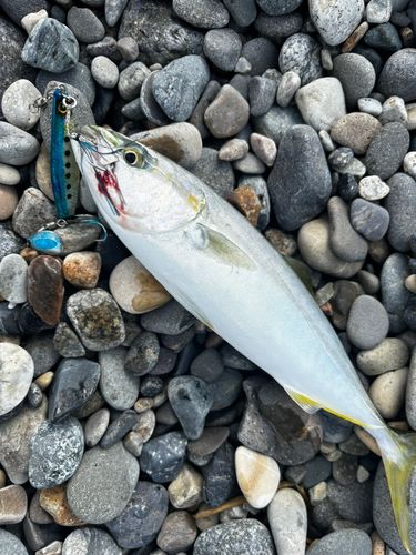 ツバイソの釣果