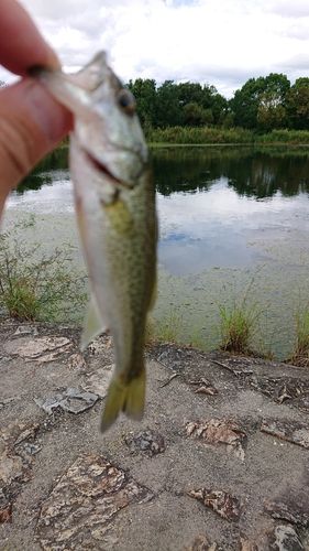 ラージマウスバスの釣果