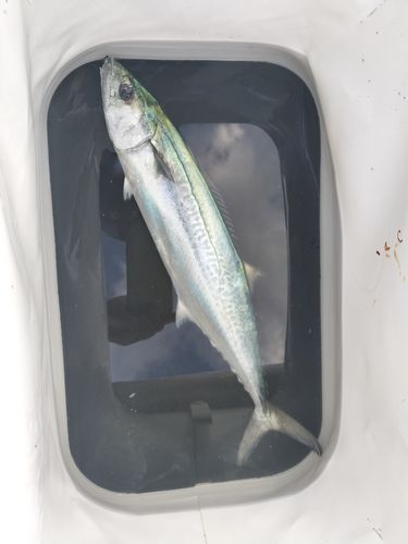 サゴシの釣果