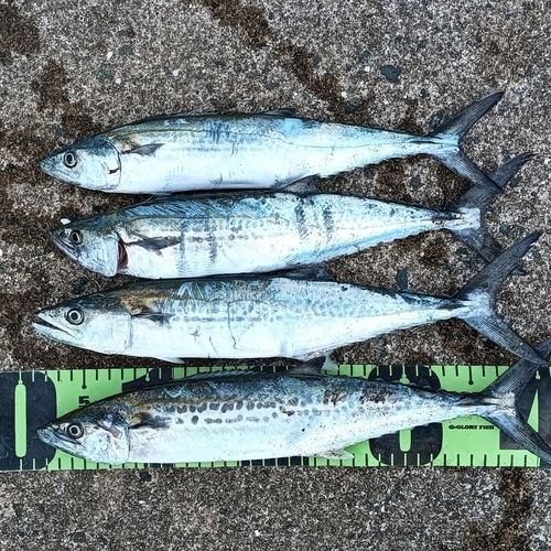 サゴシの釣果