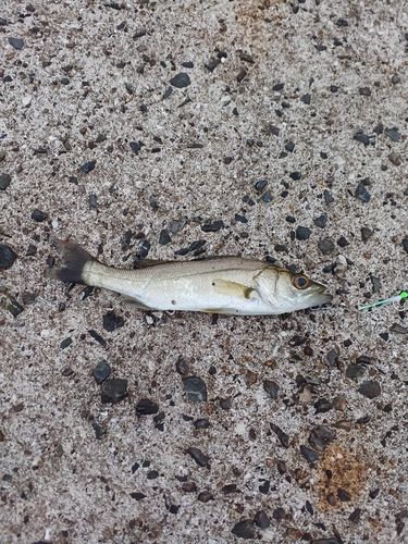 セイゴ（タイリクスズキ）の釣果