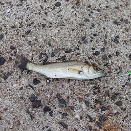 セイゴ（タイリクスズキ）