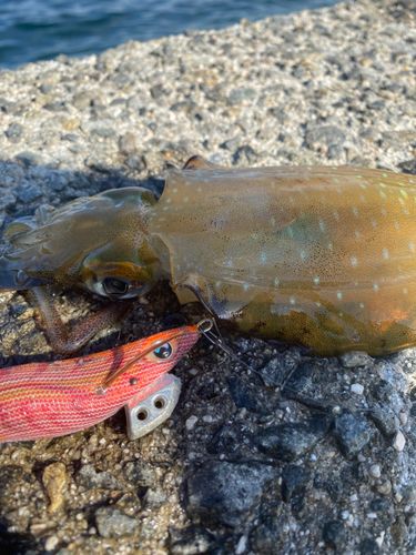 アオリイカの釣果