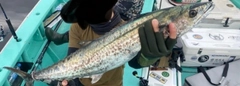 サワラの釣果