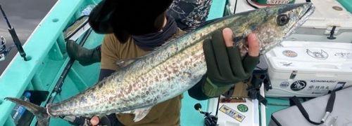 サワラの釣果