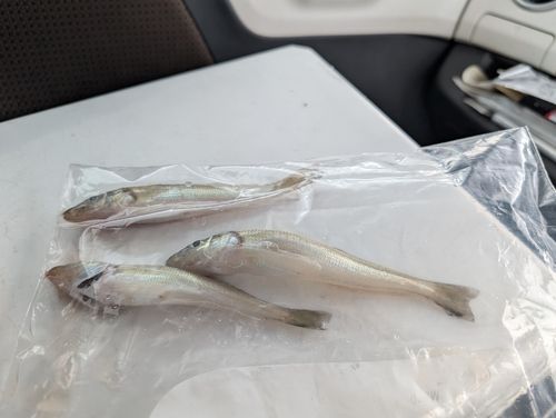 キスの釣果