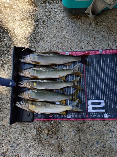 アユの釣果